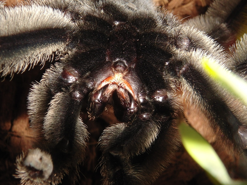 animal body part, animals in the wild, nervous, selective focus, closeup, animals, psalmopoeus irminia, domestic, phobia, nature, animal themes, pets, no people