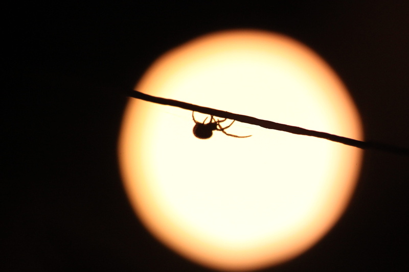nature, phobia, black background, sky, spider, lighting equipment, silhouette, light bulb, orange color, scary, sun, animals, dark, indoors, night, single object