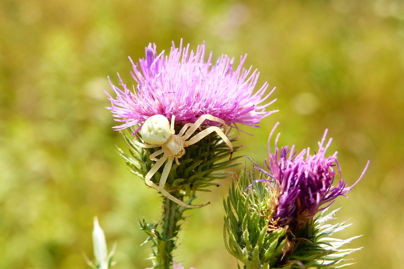 freshness, inflorescence, pollination, insect, closeup, no people, vulnerability, nature, female, arachnids, nervous, beautiful, thistle, close-up, flowerbed