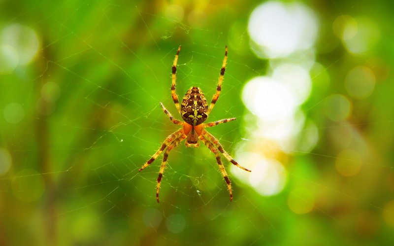 animal body part, insect, hairy, bokeh, day, spider web, nature, focus on foreground, 4K, closeup, animal, cobweb, animal wildlife, animal themes, vegetation