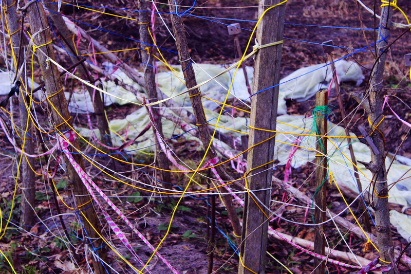 high angle view, dry, nature, land, tree, colours, messed up, relationship, 5K, nervous, full length, working, nervous system, colorful, mixed, branch