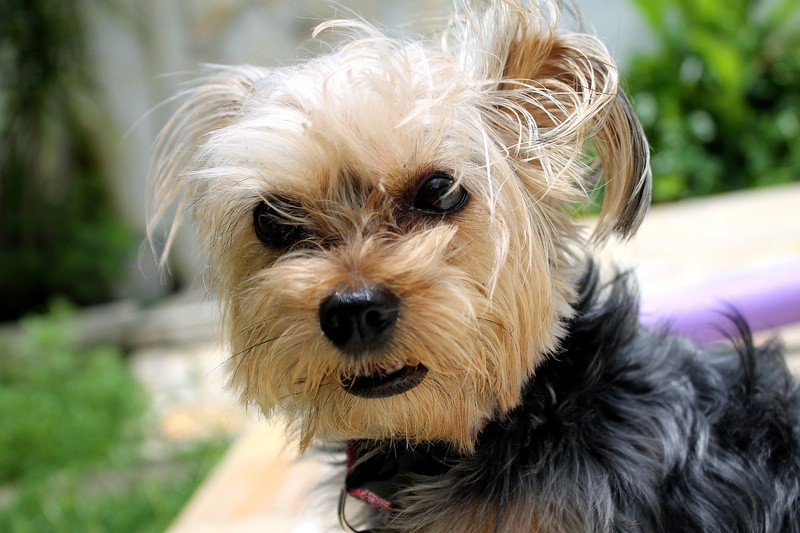 vertebrate, small, canine, nervous, yorkshire, 4K, outdoors, mouth open, human body part, dog, one animal, irritated, animal hair, domestic, hair, puppy