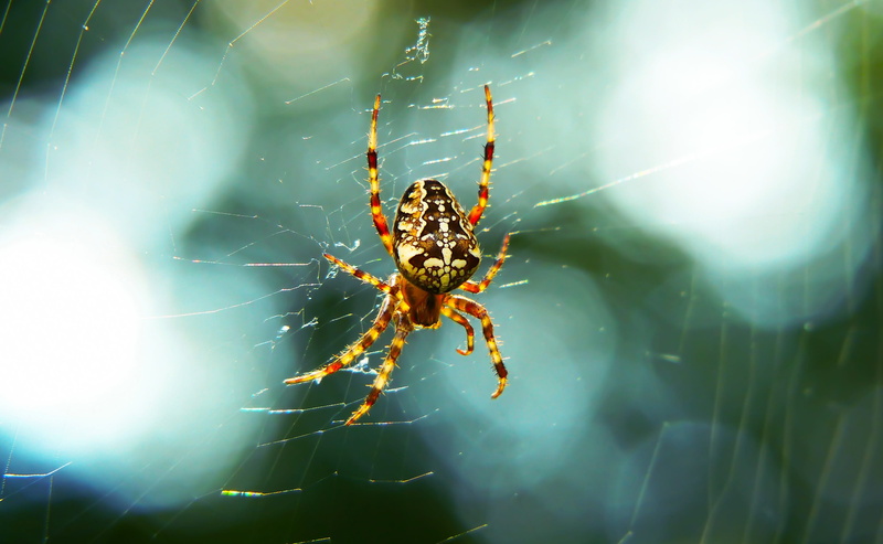 biology, one animal, arthropod, animals in the wild, arachnid, color, creepy, scary, autumn, bokeh, spider, complexity, invertebrates, hairy, invertebrate