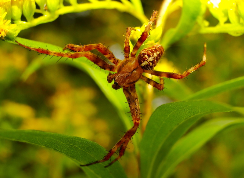 hairy, animal wildlife, spiders web, arachnid, focus on foreground, no people, insect, the environment, day, summer, lawn, the fear, nature, invertebrate