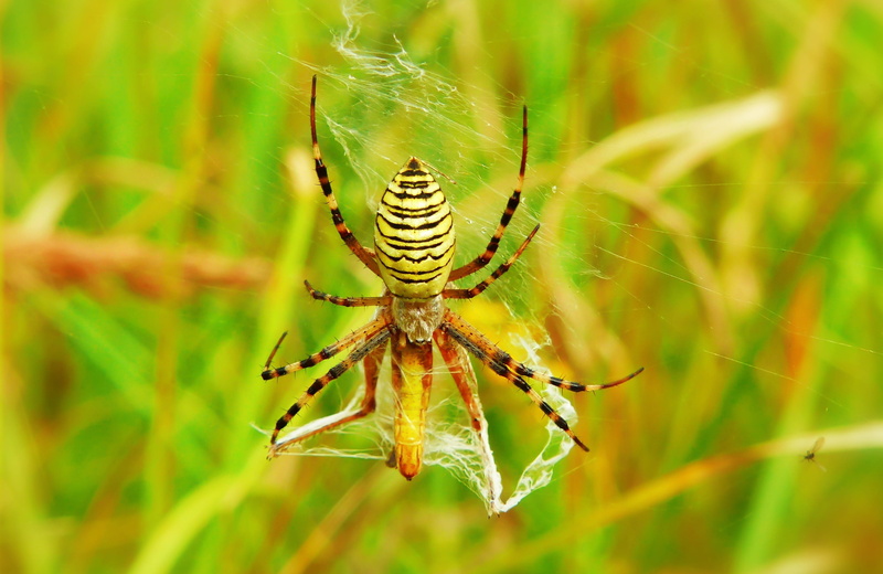 closeup, tygrzyk paskowany, arachnid, hairy, beautiful, animal body part, scary, no people, summer, day, invertebrate, biology, animal themes, invertebrates