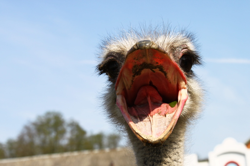 whisker, 4K, ranch, in the garden, closeup, animals in the wild, mouth, eyes, animal head, animal teeth, nursery, color, focus on foreground, outdoors