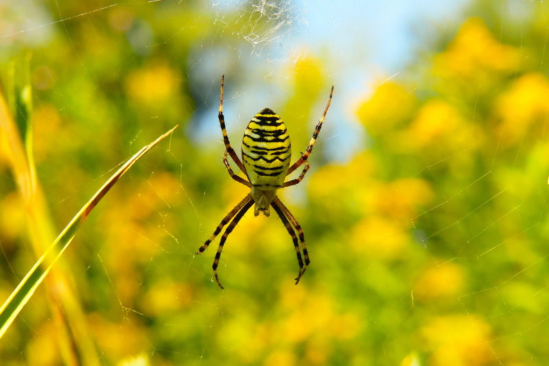 scary, web, arachnid, closeup, alive, animal themes, animals in the wild, yellow, one animal, hairy, cobweb, close-up, spider, the environment, lawn, focus on foreground