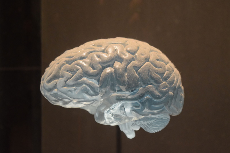 museum, mental, psychology, medicine, single object, neurology, studio shot, complexity, textured, no people, reflection, creativity, brain, science, nature