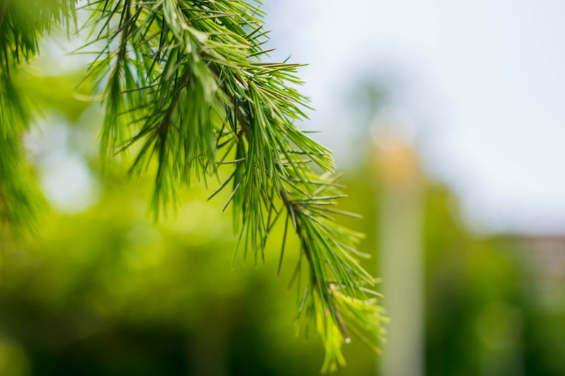 nature, leaf, green color, plant, tranquility, fir tree, no people, green, selective focus, tree, coniferous tree, pine cones, growth, plant part, needle - plant part