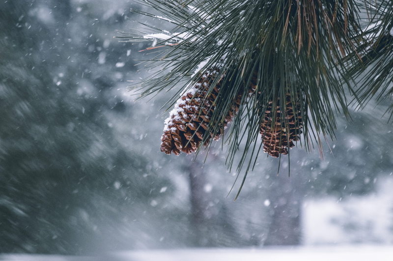 beauty in nature, close-up, animal wildlife, day, 5K, blizzard, pine tree, storm, pine cones, outdoors, needle - plant part, extreme weather, pine, selective focus
