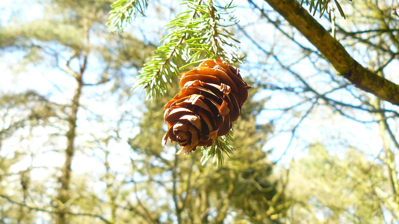 leaves, 2K, forest, pine cones