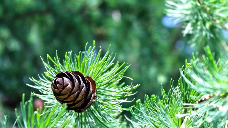 leaf, coniferous tree, trees, 1080P, growth, tree, pine tree, animal wildlife, pine cone, plant part, animal, nature, animal themes, pine cones, outdoors