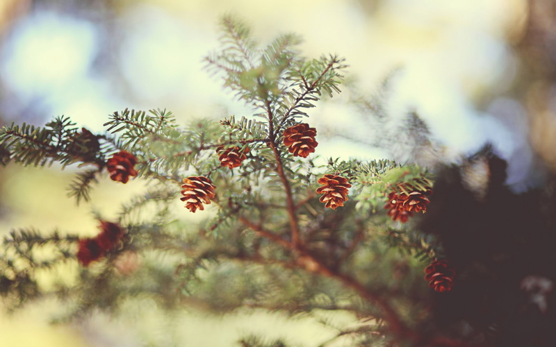 trees, green color, day, coniferous tree, focus on foreground, no people, freshness, tree, plant part, nature, 1080P, outdoors, depth of field, rowanberry