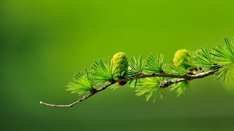twig, pine, cone, 4K, blurry