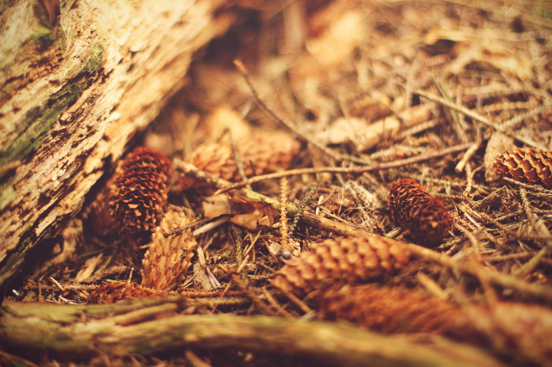no people, 5K, dry, outdoors, nature, plant, field, forest, day, tree, pine cones, brown, wood - material, plant part, backgrounds, land, dried, macro