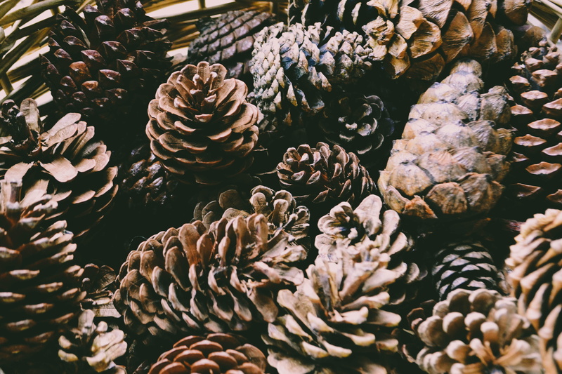 large group of objects, cone, no people, flower head, fragility, pattern, fall, close-up, lot, pinecone, cactus, day, plant, nature, pinecones, outdoors