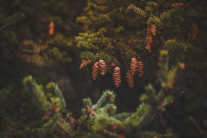 nature, decoration, winter, holiday, coniferous Tree, fir Tree, needles, no People, close-up, green Color, christmas, outdoors, fern, cones, brown, selective focus