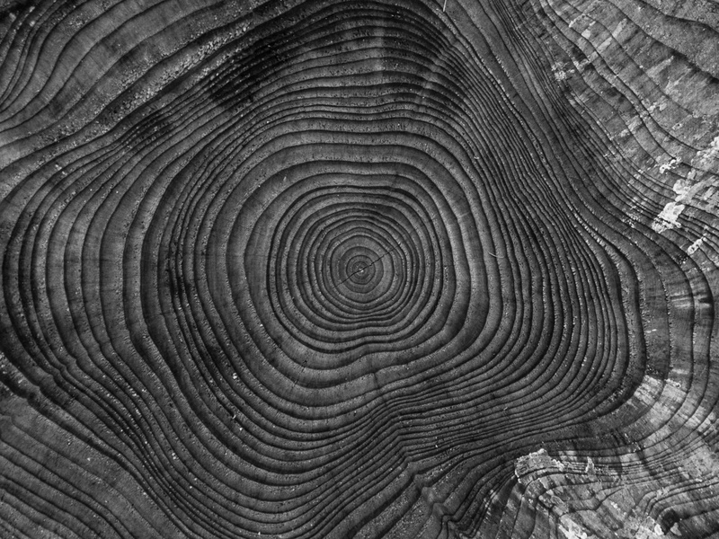 deforestation, geometric shape, no people, close-up, butt, timber, log, logging, wood grain, shape, tree, woodworks, illusion, natural pattern, outdoors