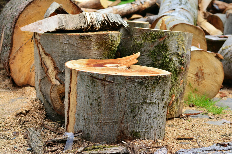 close-up, Wood, forest, like, woodworking, gray, tree trunk, felled tree trunks, ground, Wood, tree stump, land, wood structure, freshness, no people, food and drink