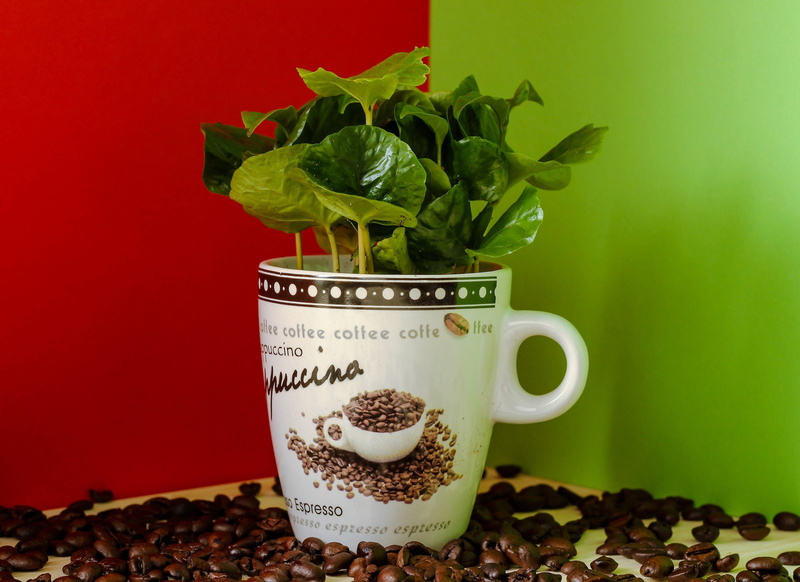 refreshment, still life, caffeine, mug, table, nature, roasted coffee bean, 4K, brown, coffee cup, no people, cup, close-up, freshness, red, green color