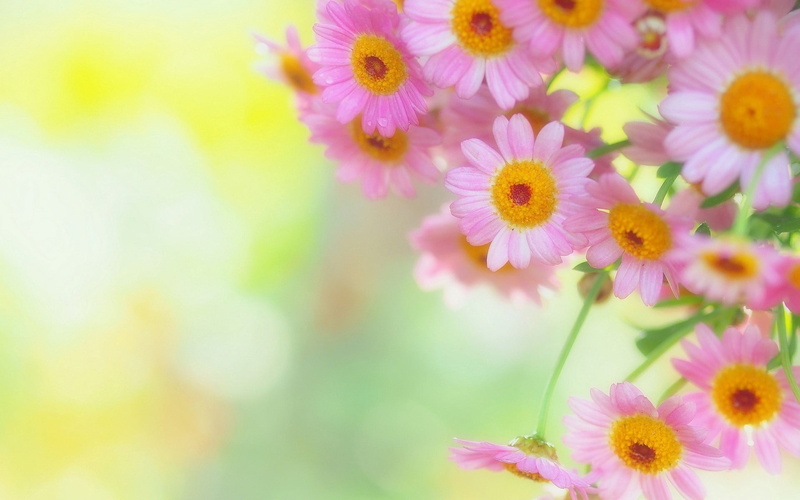 macro, petals, flowering plant, flower Head, day, petal, pollen, springtime, summer, inflorescence, beauty In Nature, colors, selective focus, close-up