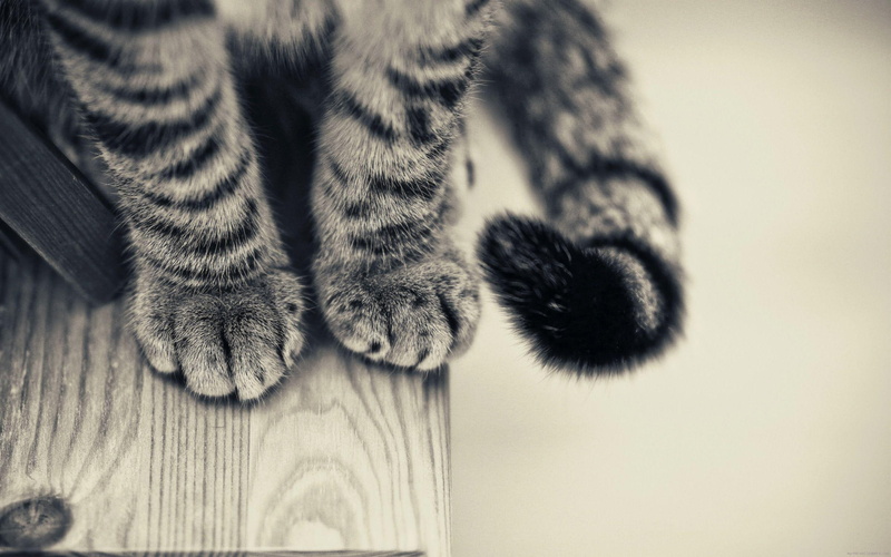 grey, fur, 2K, cat, animal, black, paw, paws