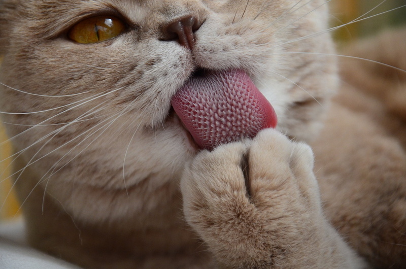 paws, animals, bath, cats, closeup, 1080P, tongue