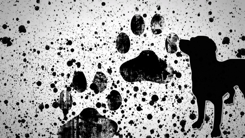 high angle view, 1080P, no people, paws, handprint, water, dog, full frame, nature, painting, backgrounds, fear, paint splatter, close-up, body part, wet