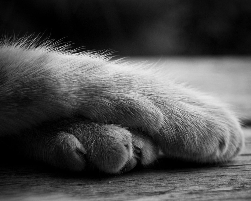 paw, monochrome, paws, animal themes, one animal, animal body part, animal leg, photo, feline, pets, no people, cat, 720P, domestic, domestic animals