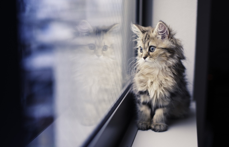 cat, paws, window, reflection, 1080P
