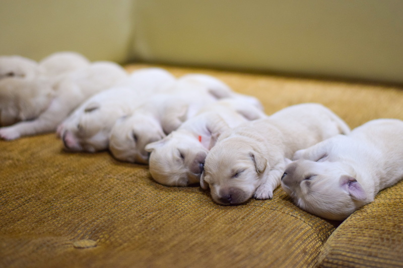 little, one animal, sleeping, napping, eyes closed, pets, animal themes, young animal, pup, domestic animals, close-up, lying down, adorable, small, animal family