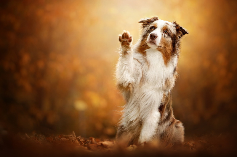 Aussie, leaves, background, dog, pose, Australian shepherd, 1080P, autumn, paw