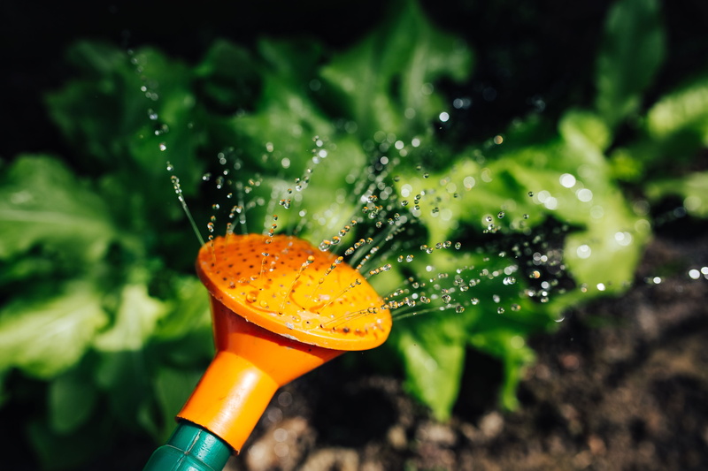 cultivation, purity, growth, seedling, nature, early, close-up, 4K, freshness, Early spring, plants, outdoors, spraying, focus on foreground, spring garden