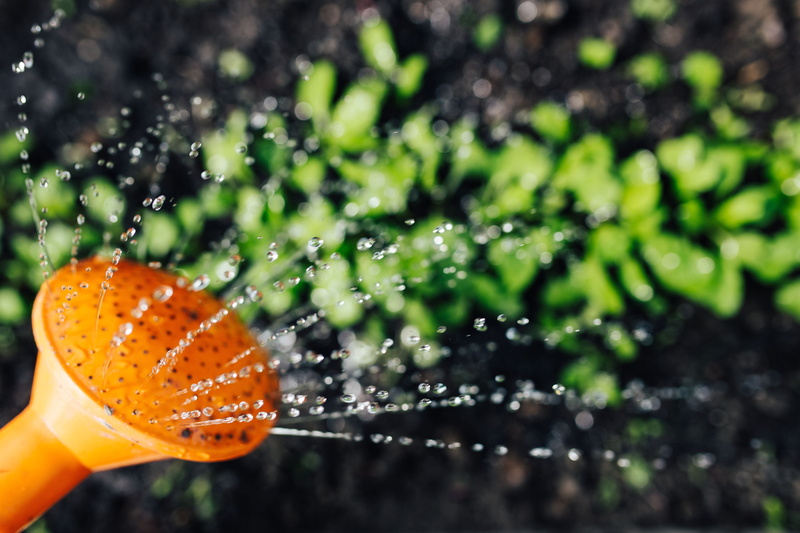 water, motion, garden, focus on foreground, 4K, growth, food and drink, wet, green color, splashing, raindrop, early, freshness, one person, spraying