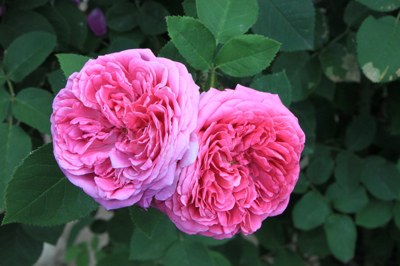 flowering plant, pink, flowers, garden, rosa, petaled, close, nature, inflorescence, rose, flower head, fragility, petal, flower, damask, no people, beauty in nature