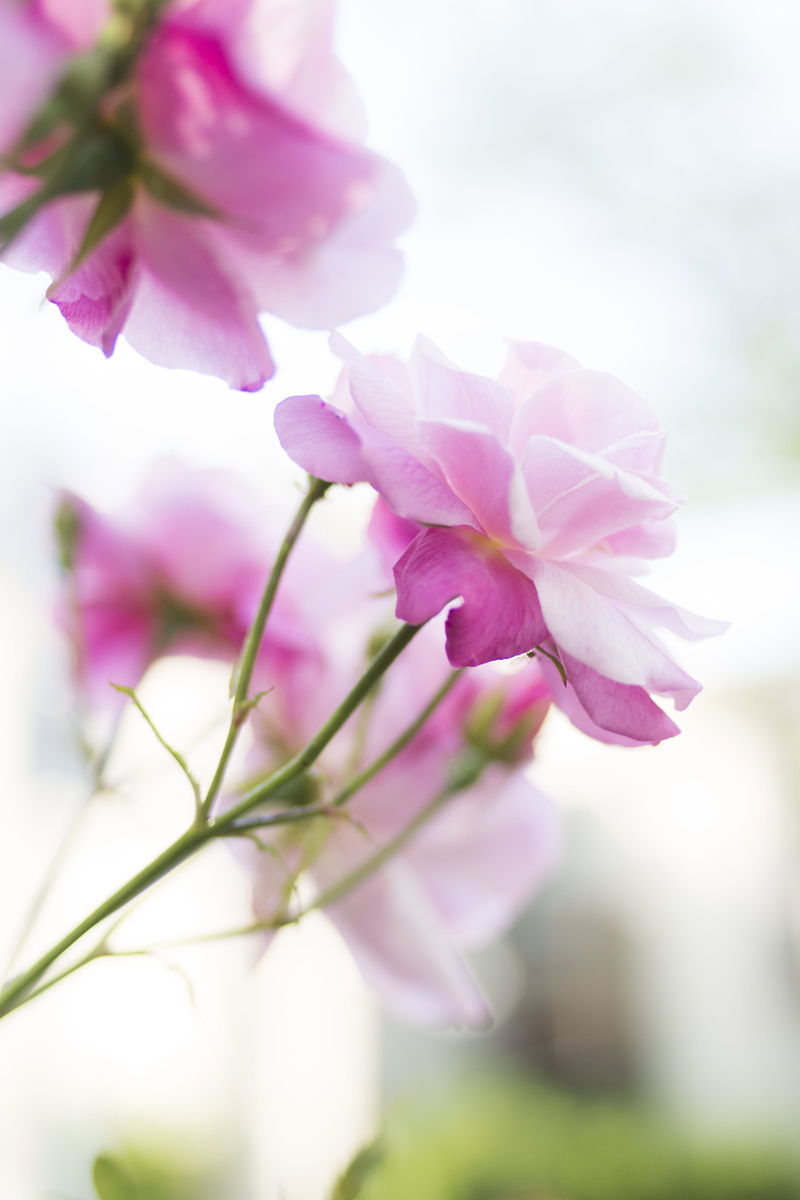 growth, flora, fragility, damask rose, roses, pink, botanical, floral, 5K, pink flowers, flower, plant, close-up, inflorescence, flower head, flowering plant