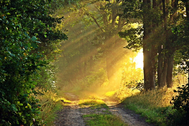 sunlight, mystical, autumn, trees, forest, outdoors, leaf, the way forward, road, green Color, mood, grey, woodland, growth, scenics, away, morning light
