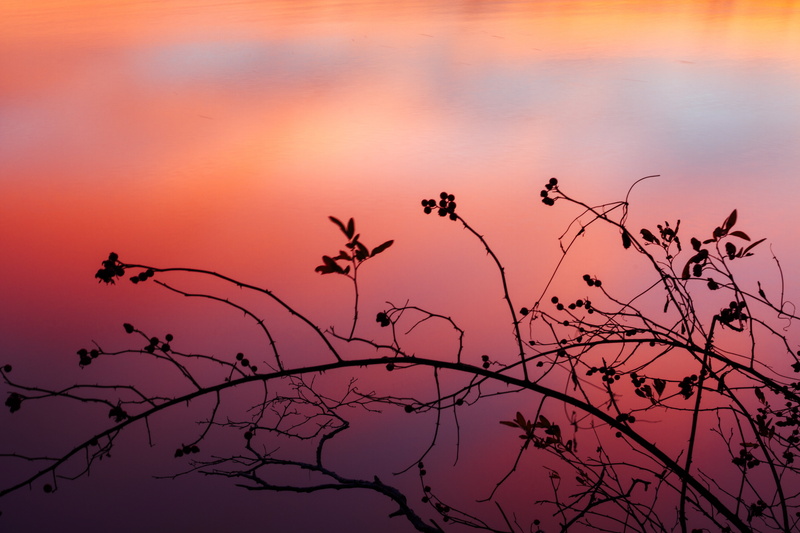 river, tree, branch, bird, silhouette, pink, water, sunset, canon  eos  7d, red  orange, sherbert, 5K, color, dusk, yellow, landscape photography, bokeh