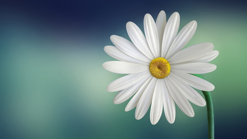 gradient, flowers, minimalism, daisies, 1080P, white flowers