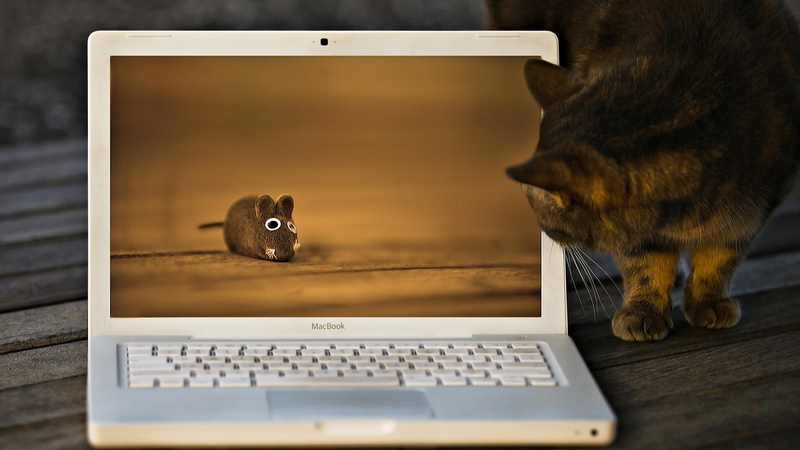 cat, 1080P, cute, funny, labtop, animals, computer