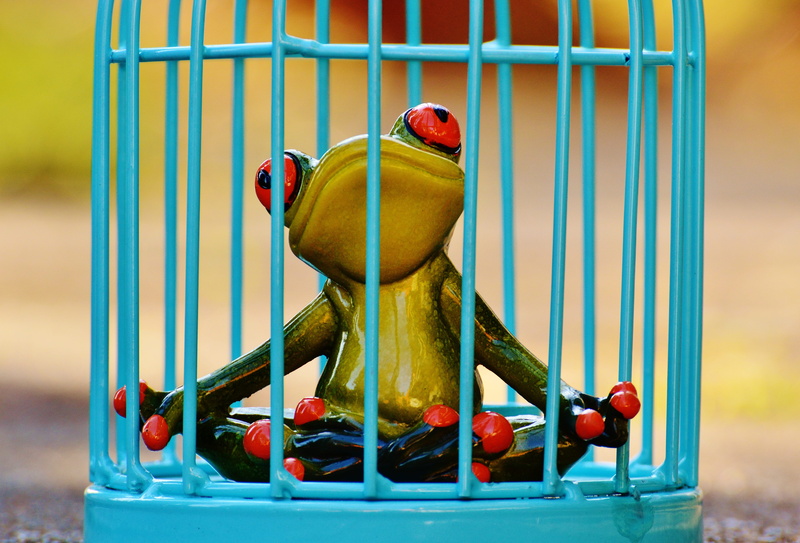 animal, imprisoned, close-up, day, blue, outdoors, sad, figure, caged, red, nature, animal themes, bird cage, cage, vertebrate, prison, metal, animal wildlife