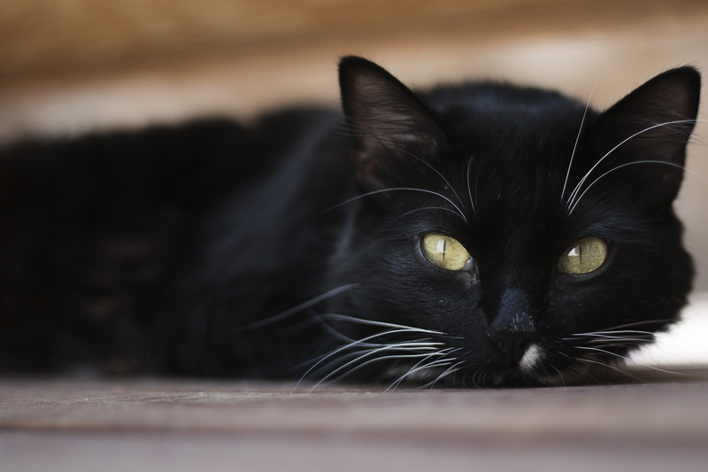 friend, domestic animals, purebred, Cat, mammal, 5K, animal themes, pets, hair, one animal, white, animal head, Cute, animal eye, whisker, green, young
