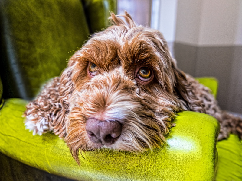 indoors, green, couch, funny, sofa, cockapoo, domestic, friend, red, fur, relaxation, people, pet, rolled eyes, one animal, mammal, doggy, dog, cute, head