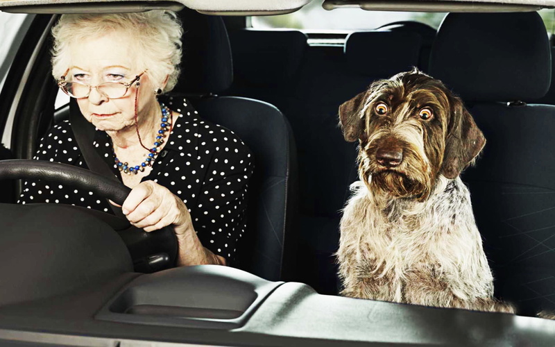 cheerful, coated, senior Adult, domestic, land Vehicle, pet owner, travel, sitting, Grandma, pets, car, indoors, domestic animals, black, happiness, animal themes