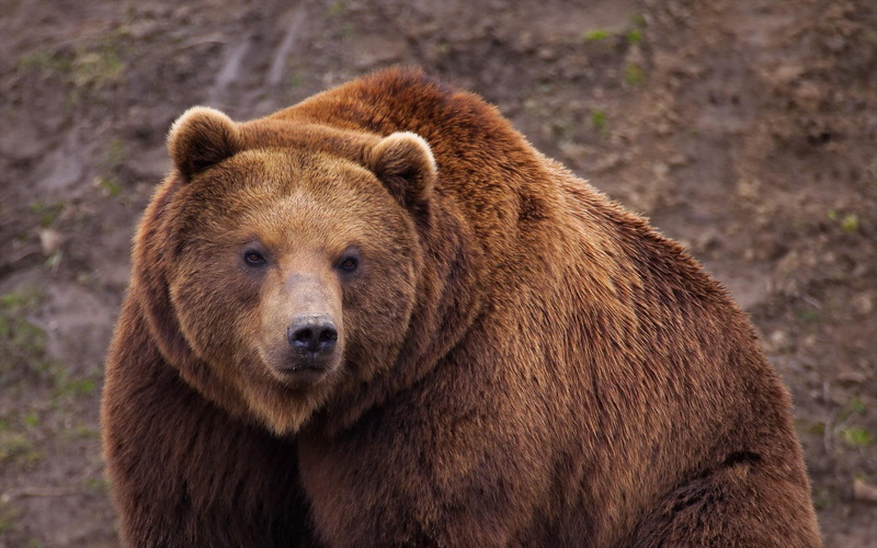 1080P, animals, bear, big, brown, 1920x1200, illustration