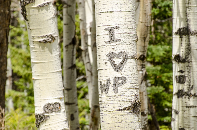 couple, graffiti, heart, people, close-up, day, cut, pine woodland, marking, forest, carved initials, vandalize, wood, message, woodland, birch tree, carved