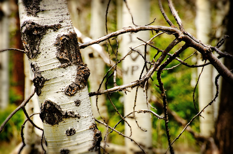 day, cut, heart, land, memento, lichen, carved, carved initials, forest, wood, shape, age, carving, romance, graffiti, selective focus, trees, hills, textured
