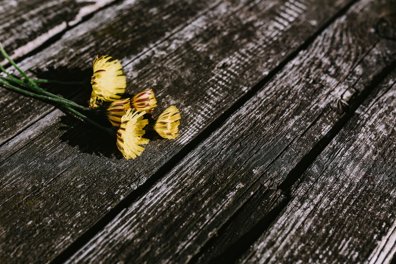 backgrounds, nature, Small, copy space, berries, wood - Material, wooden, no people, invertebrate, textured, open space, pencils, animal wildlife, animal themes