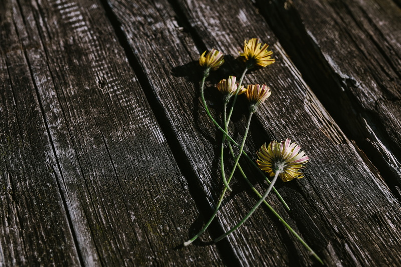 mockup, plant, inflorescence, petal, Small, selective focus, pollen, flowering plant, blueberries, things, fragility, wooden, flower, freshness, outdoors