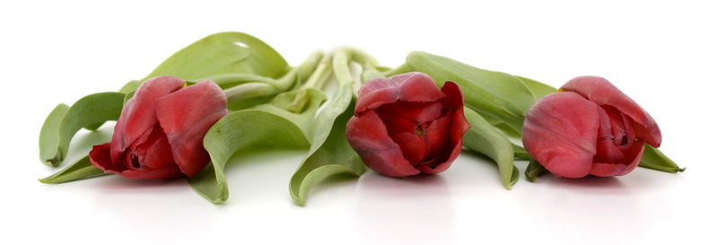 vegetable, flowers, food and drink, thank you, head image, ingredient, snack, white color, healthy eating, photo, no people, cut out, freshness, banner